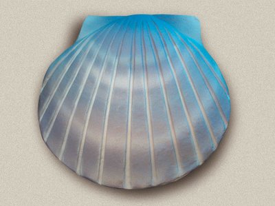 Shell Urn Aqua