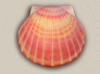 Shell Urn Coral