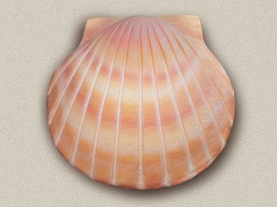 Shell Urn Sand